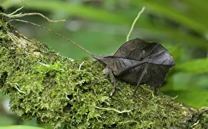 Peruvian: Leaf-mimic katydid