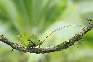 Antennae: Leaf-mimic katydid