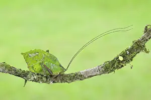 Antennae: Leaf-mimic katydid