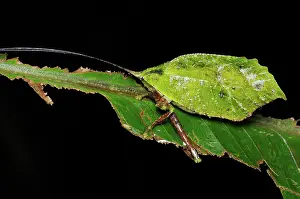 Antennae: Leaf-mimic katydid