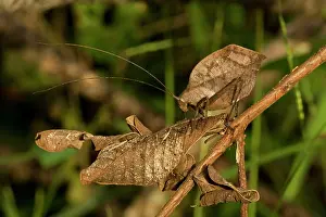 Katydids: Leaf Mimic Katydid - camouflaged to look like leaf for defen