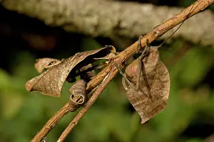 Katydids: Leaf Mimic Katydid - camouflaged to look like leaf for defen