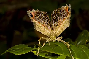 Jose: Leaf Mimic Katydid (Tettigoniidae) using a defe