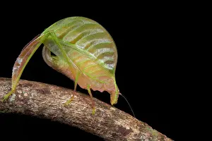 Antennata: Leaf mimicking katydid. Borneo. Malaysia. Mount