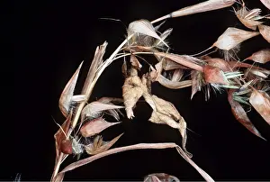 Upside: LEAF-MIMICKING MANTIS - Upside-down sleeping posture