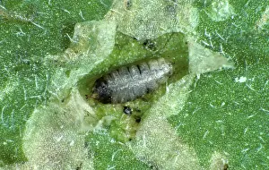 Miner: Leaf Miner