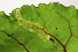 Mines: Leaf miner damage to beet