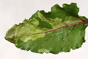 Mines: Leaf miner damage to beet