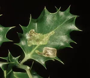 Ilex: Leaf miner damage in holly leaf