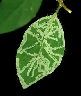 Mines: Leaf Miner damage to honeysuckle