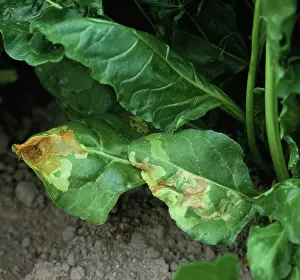 Mine: Leaf Miner damage to Sugar Beet leaves