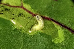 Beet: Leaf Miner Eating Beet Leaf