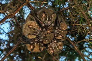 Cueva: Leaf-nosed Bat, Phyllostomidae, Cueva de los Guacharos