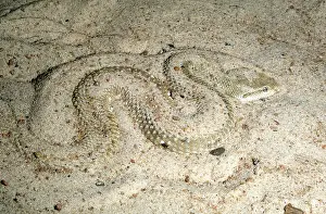 Reptilian: Leaf-nosed or MacMahan's Viper
