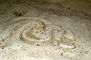 Inspiration: Leaf-nosed or MacMahan's Viper