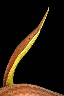 Madagascariensis: The Leaf-nosed snake (Langaha madagascariensis)