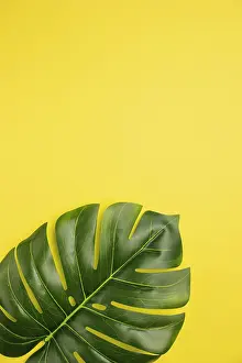 Silence: Leaf palm tree orange background