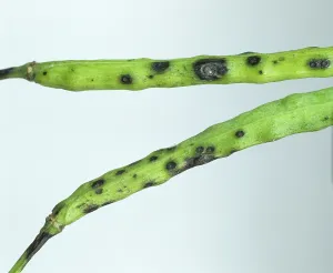 Seedpod: Leaf & pod spot (Alternaria brassicae)