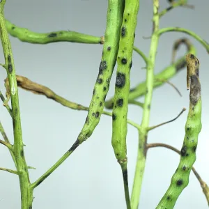 Pods: Leaf and pod spot on oilseed rape