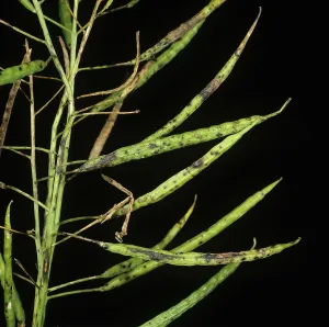 Oilseed: Leaf and Pod Spot on Oilseed Rape plant
