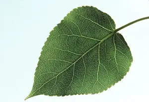 Ake Lindau: LEAF OF POPLAR - close-up