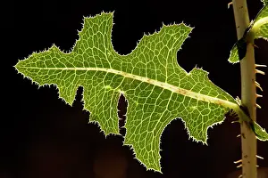Lettuces: Leaf of prickly lettuce - held horizontally, angled