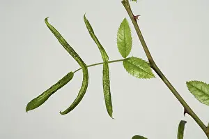 Damage: Leaf rolling rose sawfly damage