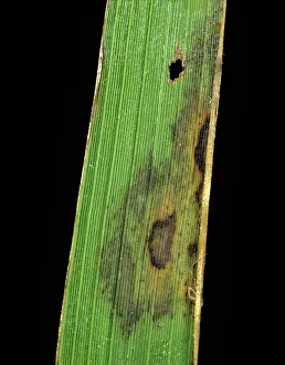Oryzae: Leaf scald (Gerlachia oryzae)