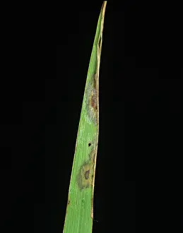 Oryzae: Leaf scald (Gerlachia oryzae)