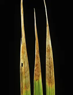 Oryzae: Leaf scald (Gerlachia oryzae)