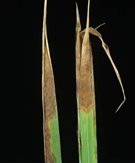 Oryzae: Leaf scald (Gerlachia oryzae)