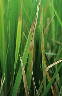 Oryzae: Leaf scald (Gerlachia oryzae) on rice