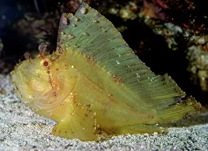 Scorpionfishes: Leaf Scorpion Fish - tropical marine reefs