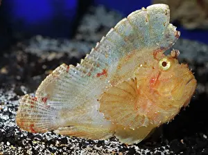 Scorpionfishes: Leaf Scorpionfish