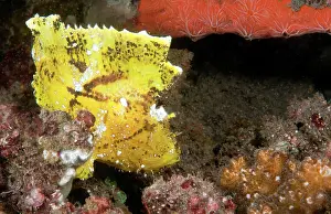 Taenianotus: Leaf Scorpionfish