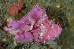 Appendage: Leaf Scorpionfish