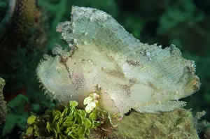Spine: Leaf Scorpionfish