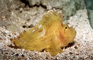Aquariums: Leaf Scorpionfish