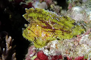 Taenianotus: Leaf Scorpionfish - Batu Mandi dive site, Bangka