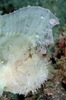 Kubu: Leaf Scorpionfish - Bulakan dive site, Seraya, Kubu
