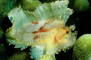 Scorpionfishes: Leaf scorpionfish a camouflage predator that has