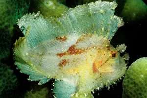 Scorpionfishes: Leaf scorpionfish a camouflage predator that has