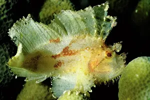 Scorpionfishes: Leaf scorpionfish; camouflage predator; has poisonous