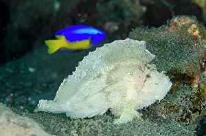 Scorpionfish: Leaf Scorpionfish - with Goldbelly Damselfish (Pomacentrus