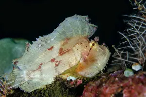 Scorpionfish: Leaf Scorpionfish - Pyramids dive site, Amed, Karangasem