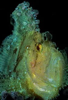 Taenianotus: Leaf scorpionfish (Taenianotus triacanthus), portrait