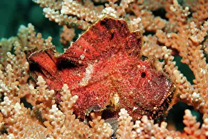 Taenianotus: Leaf scorpionfish ( Taenianotus triacanthus), red