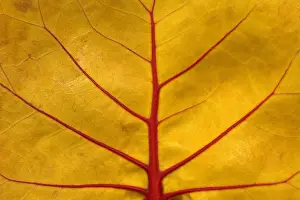 Graphic: Detail of a leaf of Seagrape (Coccoloba uvifera)