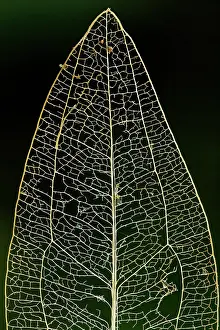 Choco: leaf skeleton, Las Tangaras Bird Reserve, Choco