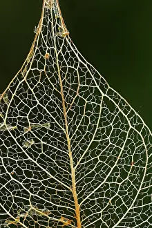 Choco: leaf skeleton, Las Tangaras Bird Reserve, Choco
